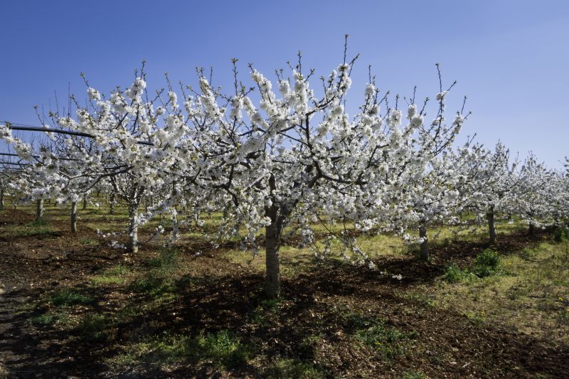 Mature Fruit Trees